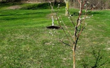 What varieties of apple trees are best planted in spring, how to do it right
