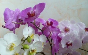 Tipy pro květinářství: jak se správně starat o orchideje