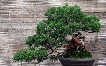 Care sunt stilurile de bonsai