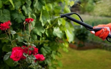 The main secrets of caring for rose bushes