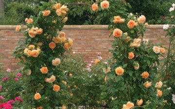 Correct planting of roses and reproduction