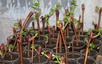 Rooting cuttings: terms and rules