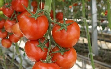 Tomatoes in a polycarbonate greenhouse