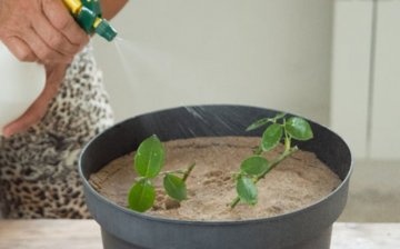 Termeni și reguli pentru plantarea unei plante