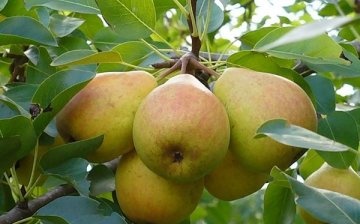 Gardening tips: how to properly care for a pear