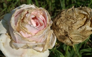 Flower diseases: fight and prevention