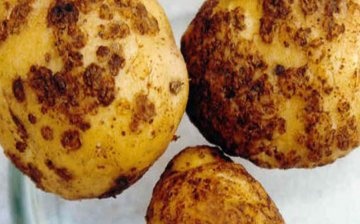 Potato infestation symptoms