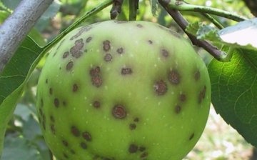 Nemoci a škůdci jablečného sadu, jak se jim vyhnout
