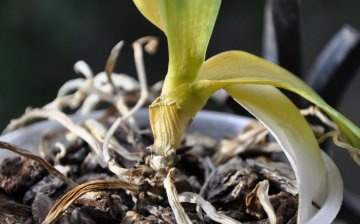 What and who can threaten orchids