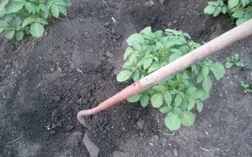 Potato care: hilling, watering and feeding