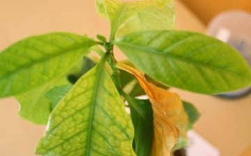 The leaves of indoor plants turn yellow