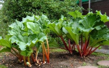 Useful tips: how to grow rhubarb on the site