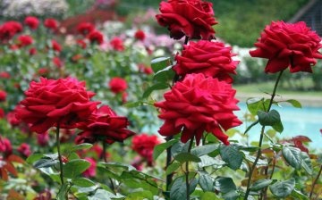 Jak si vybrat zakořeněné nebo naroubované růže