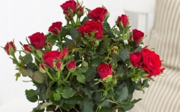 Design ideas for using roses in interior decoration