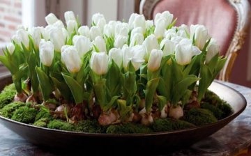 The use of dwarf tulips