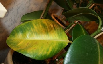About diseases and pests of ficus