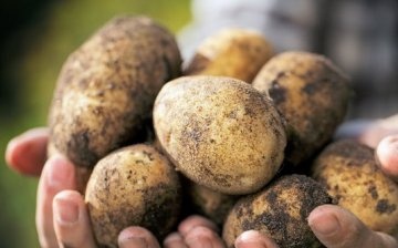 The best varieties of potatoes