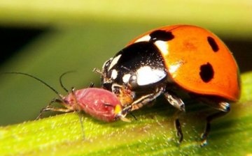 المكافحة البيولوجية لحشرات المن