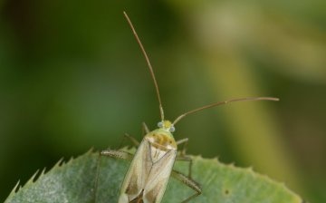 Bug bug