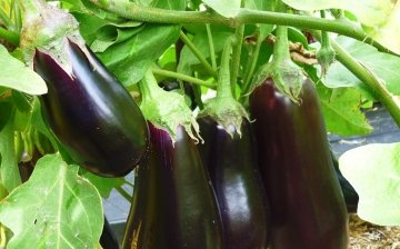 Eggplant in a greenhouse