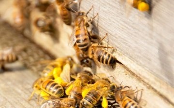 Unde pot locui viespile într-o casă și de ce?