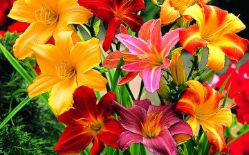 Daylily appearance and features