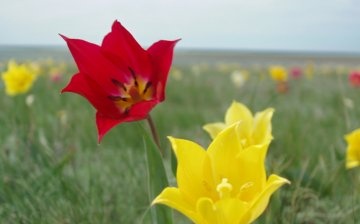 Schrenck tulipánja