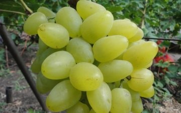 Bazhena grapes