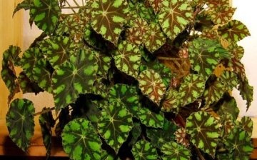 Decoravno-deciduous begonia