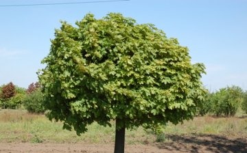 General information about the Globe Maple