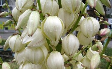 Květina yucca