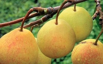 Pear bergamot