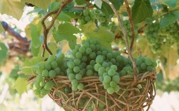 Spring grape care