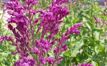 Informații generale despre Salvia Dubravna
