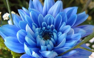 Modré chryzantémy