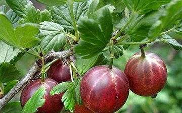 Features of the studless gooseberry