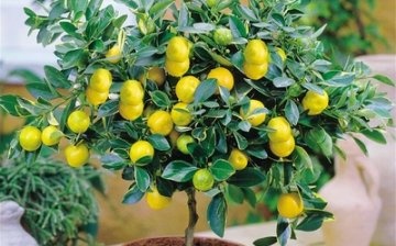 Szoba citrom