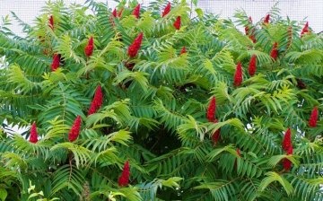 Tips for growing sumac