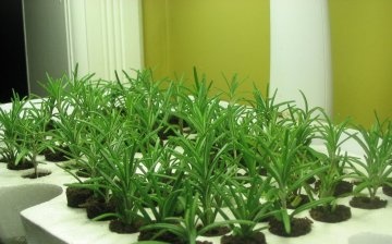 Growing rosemary from seeds