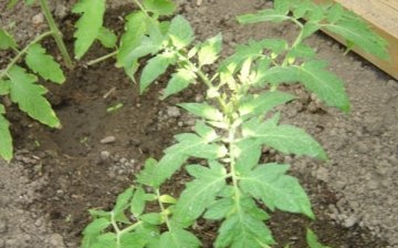Diseases of tomato seedlings