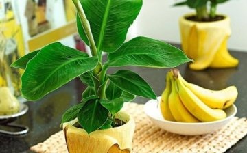 Indoor banana