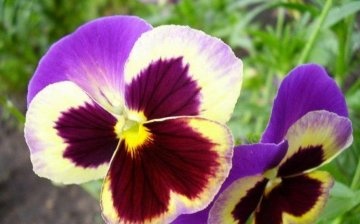 Viola virág