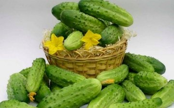 Open field cucumbers