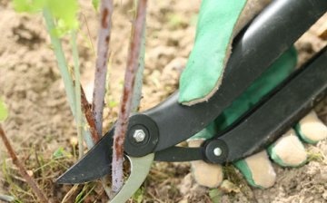Pruning raspberry remontant