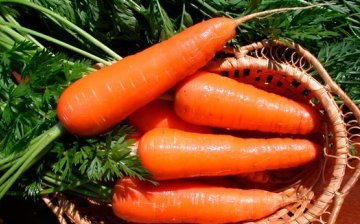 The best varieties of carrots for storage