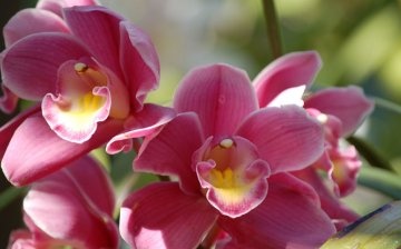 Orchids: general information