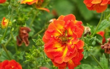 Types and varieties of Potentilla