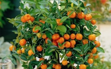 Tangerine tree from seed
