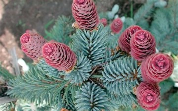 Blue spruce from seed