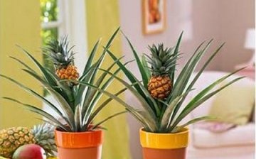 Indoor pineapple